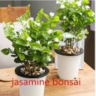White jasmine seeds, Arabian jasmine aromatic plant good smell chinese flower seeds 10pcs