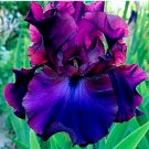 50  Iris Orchid Flower Seeds