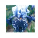 200 Blue Iris Plant Seeds, Dark Blue White Semi-double Flowers 200 Blue Iris Plant Seeds, Dark Blue White Semi-double Flowers
