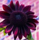 10 Sunflower Seeds - Vibrant Heirloom Rare, Chocolate Cherry