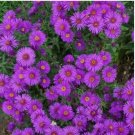 500 New England ASTER Purple Seeds Perennial Heirloom Fall Planting USA Non-GMO 500 New England ASTER Purple Seeds Perennial Heirloom Fall Planting USA Non-GMO