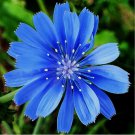 300 Chicory Seeds | Non-GMO | Flower Seeds
