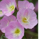 500 Showy Evening Primrose Seeds | Non-GMO