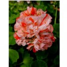Orange White Geranium 10 Seeds Perennial Flower Seed Flowers Bloom Orange White Geranium 10 Seeds Perennial Flower Seed Flowers Bloom