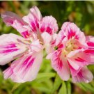300 FAREWELL TO SPRING SEEDS | SALE  NON GMO HEIRLOOM