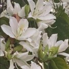 White Orchid Tree Seed {Bauhinia alba} 6 Non GMO Seeds