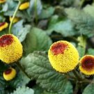 500+  TOOTHACHE PLANT SEEDS PARACRESS annual HERB garden ELECTRIC DAISY
