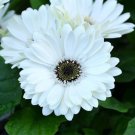 White Gerbera Daisy 200+ Seeds for Garden Planting - USA