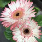 White & Pink Gerbera Daisy 200+ Seeds for Garden Planting - USA