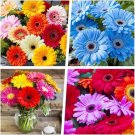 Perennial Gerbera Daisy Flower Plants Seeds for Planting Mixed 500 Seeds
