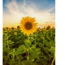 Mammoth Grey Stripe Sunflower 25 Seeds, Helianthus annuus, NON-GMO