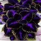 Black Purple Coleus 25 Seeds – Bold Foliage Plant – Easy-to-Grow for Garden or