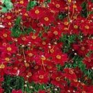 100 FRESH SEEDS  PLAINS COREOPSIS TALL RED FLOWER