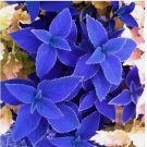 Blue Coleus 25 Seeds – Rare Blue Foliage – Easy-to-Grow Ornamental for Garden