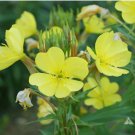 YELLOW EVENING PRIMROSE 2000 SEEDS NON - GMO FRESH FOR YOUR FLOWER GARDENS