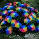 Rainbow Chrysanthemum Flowers Seed Bright Color Plants USA seller 10 Seeds