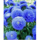 Blue Aster Flower 50 Seeds Bloom Flowers Spring Seed Perennial Wildflower Blue Aster Flower 50 Seeds Bloom Flowers Spring Seed Perennial Wildflower