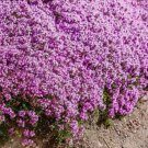 Creeping Thyme 1000 Seeds, (Thymus Serpyllum) Perennial & Purple Groundcover Creeping Thyme 1000 Seeds, (Thymus Serpyllum) Perennial & Purple Groundcover