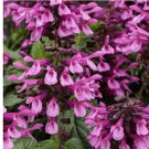 Pink Salvia 50 Seeds Flower Seed Perennial Flowers Hummingbird Pink Salvia 50 Seeds Flower Seed Perennial Flowers Hummingbird