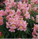 100   Appleblossom Snapdragon Seeds | Heirloom