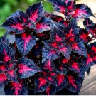 Coleus Black Dragon Lulu 25 Seeds – Rare Dark Foliage – Ornamental Flower Plant