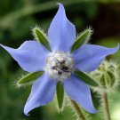 100 Borage Seeds | Heirloom / Non-GMO