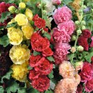 25 Summer Carnival Mix Hollyhock Seeds | Heirloom / Non-GMO
