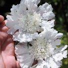 WHITE SCABIOSA PINCUSHION FLOWER SEEDS / PERENNIAL 100 fresh organic