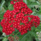 Red Yarrow Seeds, Rubra, Easy Grow Perennial, Herb, Butterflies (1/2 Gram)