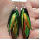 Exotic real Thai jewel beetle bug wings green earrings