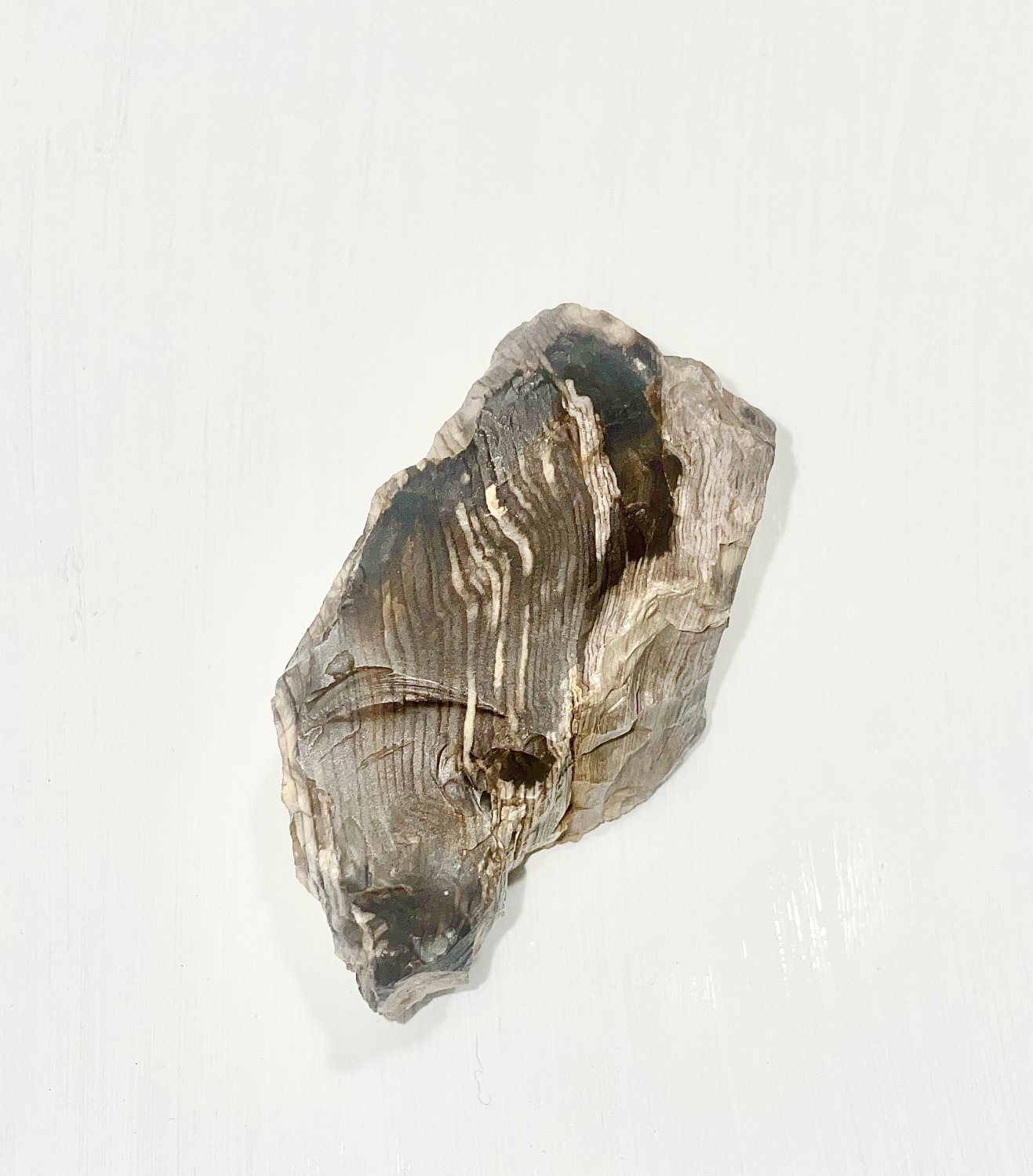 Petrified wood