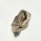 Petrified wood