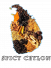 Spicy-Ceylon