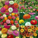 Zinnia ZINMASTER Mix 6 Heirloom 200 Seeds Zinnias Tall Dwarf Flower Seeds