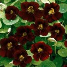 Nasturtium BLACK VELVET Heirloom 15 Seeds Edible Beneficial Flower Seeds