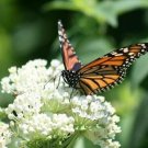 Milkweed SWAMP MIX Perennials Monarch 75 Seeds Butterfly Host Plant Flower Seeds