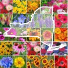 Wildflower NEW YORK State Flower 1000 Seeds Mix Perennials Annuals Flower Seeds