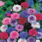 Cornflower Bachelor Button DWARF 400 Seeds MIX Cutflowers HEIRLOOM Flower Seeds