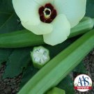 Okra CLEMSON SPINELESS Heirloom Edible 60 Seeds Tall AAS Winner Vegetable Seeds