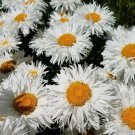 Daisy CRAZY DAISY Shasta Unique 100 Seeds Frilly Flowers White Flower Seeds