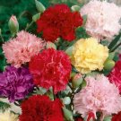 Carnation CHABAUD Mix Fragrant 200 Seeds Cut Flowers Florist Flower Seeds