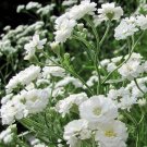 Baby's Breath SNOWFLAKE North 50 Seeds American Perennial Cut Flower Seeds