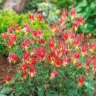 Columbine EASTERN RED 500 Seeds Perennial Attracts Flower Seeds