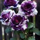 Rare Tricolor Rose 'Watercolor' 50 Seeds Perfect for Garden Landscaping