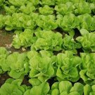 Fast-Growing Chinese Cabbage 1200 Seeds Perfect for Garden Landscaping