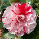 Bicolor Camellia 50 Seeds Perfect for Garden Landscaping