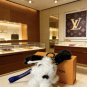 LV versatile accessories (401)