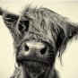 Highland Cow Pin