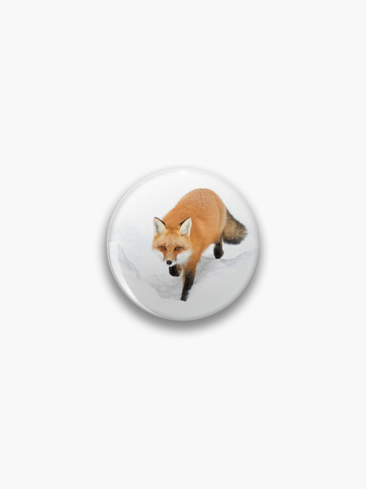 Red Fox in the snow - Algonquin Park Pin