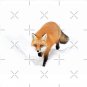 Red Fox in the snow - Algonquin Park Pin